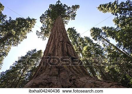 Stock Photograph - Redwood (Sequoioideae), Wellingtonia (Sequoiadendron giganteum), Mariposa Grove, Yosemite National Park, California, USA, North America. Fotosearch