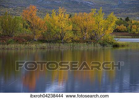 Reflection of autumnal dwarf birch (Betula nana), Abisko National Park, Norrbotten, Lapland, Sweden, Europe View Large Photo Image Picture - Reflection of autumnal dwarf birch (Betula nana), Abisko National Park, Norrbotten, Lapland, Sweden, Europe. Fotosearch