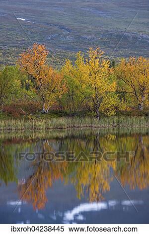 Reflection of autumnal dwarf birch (Betula nana), Abisko National Park, Norrbotten, Lapland, Sweden, Europe View Large Photo Image Stock Photography - Reflection of autumnal dwarf birch (Betula nana), Abisko National Park, Norrbotten, Lapland, Sweden, Europe. Fotosearch