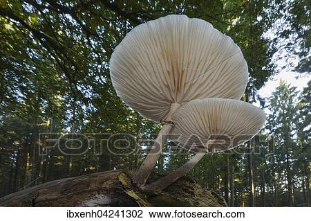 Ringed book mucus Rubling (Oudemansiella mucida) on deadwood, Emsland, Lower Saxony, Germany, Europe View Large Photo Image Stock Image - Ringed book mucus Rubling (Oudemansiella mucida) on deadwood, Emsland, Lower Saxony, Germany, Europe. Fotosearch