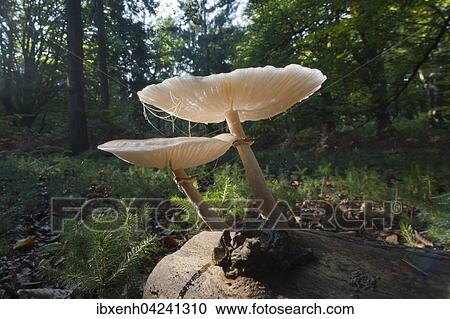 Ringed book mucus Rubling (Oudemansiella mucida) on deadwood, Emsland, Lower Saxony, Germany, Europe View Large Photo Image Stock Image - Ringed book mucus Rubling (Oudemansiella mucida) on deadwood, Emsland, Lower Saxony, Germany, Europe. Fotosearch