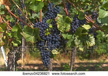 Ripe blue grapes on vines, Kenzingen-Hecklingen, Baden-Wurttemberg, Germany, Europe View Large Photo Image Stock Image - Ripe blue grapes on vines, Kenzingen-Hecklingen, Baden-Wurttemberg, Germany, Europe. Fotosearch