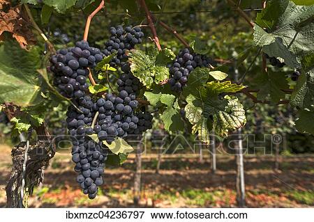 Stock Photo - Ripe blue grapes on vines, Kenzingen-Hecklingen, Baden-Wurttemberg, Germany, Europe. Fotosearch