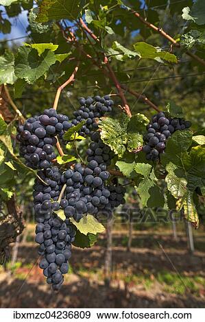 Stock Photo - Ripe blue grapes on vines, Kenzingen-Hecklingen, Baden-Wurttemberg, Germany, Europe. Fotosearch