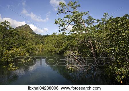 River with mangrove trees, Morne Blanc behind, Port Glaud, Mahe Island, Seychelles, Africa View Large Photo Image Stock Photograph - River with mangrove trees, Morne Blanc behind, Port Glaud, Mahe Island, Seychelles, Africa. Fotosearch