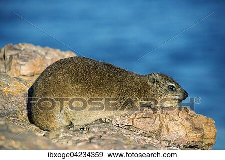 Rock hyrax or rock badger (Procavia capensis), Hermanus, Western Cape, South Africa, Africa View Large Photo Image Stock Photo - Rock hyrax or rock badger (Procavia capensis), Hermanus, Western Cape, South Africa, Africa. Fotosearch