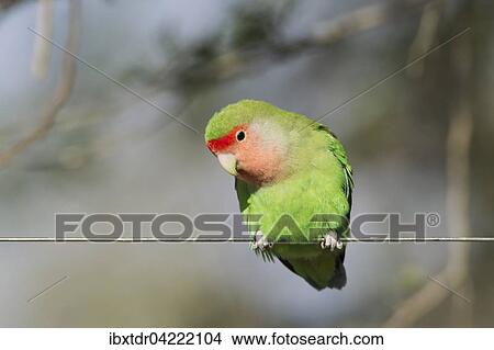 Rosy-faced lovebird (Agapornis roseicollis) adult on wire fence, South-east Namibia View Large Photo Image Picture - Rosy-faced lovebird (Agapornis roseicollis) adult on wire fence, South-east Namibia. Fotosearch