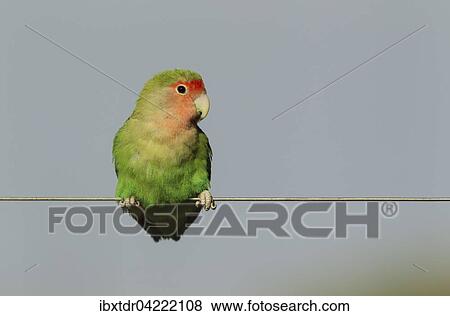 Rosy-faced lovebird (Agapornis roseicollis) adult on wire fence, South-east Namibia View Large Photo Image Stock Photo - Rosy-faced lovebird (Agapornis roseicollis) adult on wire fence, South-east Namibia. Fotosearch