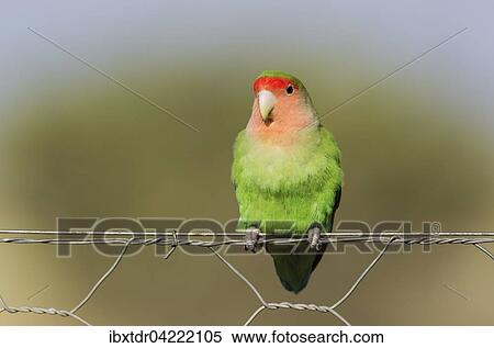 Stock Photography - Rosy-faced lovebird (Agapornis roseicollis) adult on wire fence, South-east Namibia. Fotosearch