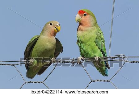 Picture - Rosy-faced lovebirds (Agapornis roseicollis), juvenile on left claiming food from adult on wire fence, South-east Namibia. Fotosearch