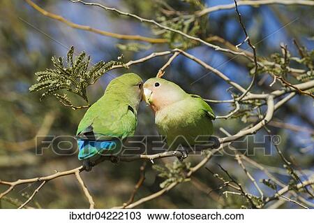 Stock Image - Rosy-faced lovebirds (Agapornis roseicollis), two juveniles, South-east Namibia. Fotosearch