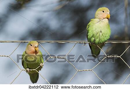 Rosy-faced lovebirds (Agapornis roseicollis), two juveniles on wire fence, South-east Namibia View Large Photo Image Stock Image - Rosy-faced lovebirds (Agapornis roseicollis), two juveniles on wire fence, South-east Namibia. Fotosearch