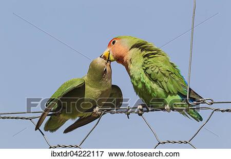 Rosy-faced lovebirds (Agapornis roseicollis), adult on right feeding juvenile on wire fence, South-east Namibia View Large Photo Image Stock Photo - Rosy-faced lovebirds (Agapornis roseicollis), adult on right feeding juvenile on wire fence, South-east Namibia. Fotosearch