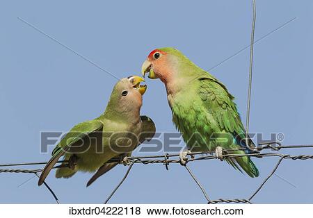 Rosy-faced lovebirds (Agapornis roseicollis), juvenile on left claiming food from adult on wire fence, South-east Namibia View Large Photo Image Stock Photo - Rosy-faced lovebirds (Agapornis roseicollis), juvenile on left claiming food from adult on wire fence, South-east Namibia. Fotosearch