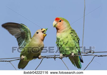 Rosy-faced lovebirds (Agapornis roseicollis), juvenile on left claiming food from adult on wire fence, South-east Namibia View Large Photo Image Stock Photograph - Rosy-faced lovebirds (Agapornis roseicollis), juvenile on left claiming food from adult on wire fence, South-east Namibia. Fotosearch