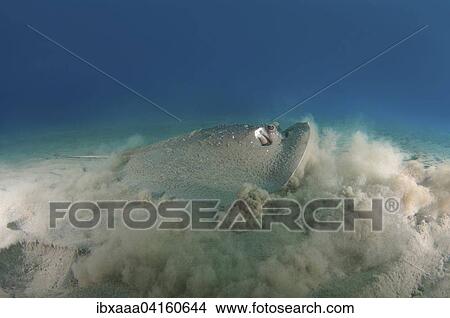 Picture - Round Ribbontail Ray, Blotched Fantail Ray (Taeniura meyeni) masking itself in cloud of sand, Red Sea, Abu Dabab, Egypt, Africa. Fotosearch