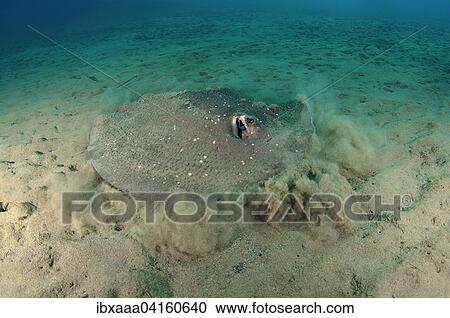 Round Ribbontail Ray, Blotched Fantail Ray (Taeniura meyeni) masking itself in cloud of sand, Red Sea, Marsa Alam, Abu Dabab, Egypt, Africa View Large Photo Image Stock Image - Round Ribbontail Ray, Blotched Fantail Ray (Taeniura meyeni) masking itself in cloud of sand, Red Sea, Marsa Alam, Abu Dabab, Egypt, Africa. Fotosearch