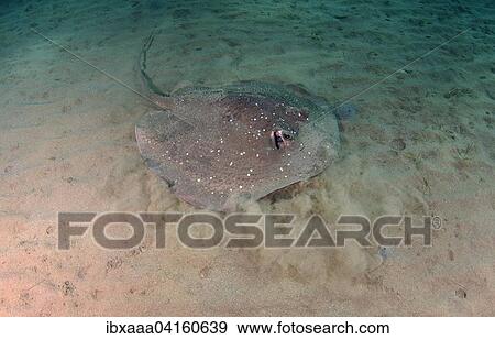 Round Ribbontail Ray, Blotched Fantail Ray (Taeniura meyeni) on sandy seabed, Red Sea, Marsa Alam, Abu Dabab, Egypt, Africa View Large Photo Image Stock Photo - Round Ribbontail Ray, Blotched Fantail Ray (Taeniura meyeni) on sandy seabed, Red Sea, Marsa Alam, Abu Dabab, Egypt, Africa. Fotosearch