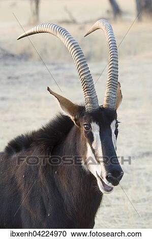 Sable antelope (Hippotragus niger), portrait, Okapuka Ranch, Windhoek district, Namibia, Africa View Large Photo Image Stock Image - Sable antelope (Hippotragus niger), portrait, Okapuka Ranch, Windhoek district, Namibia, Africa. Fotosearch