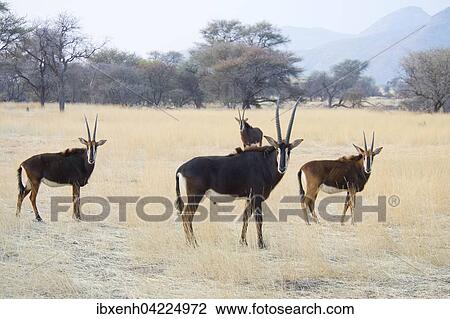 Sable antelope (Hippotragus niger), buck with females, Okapuka Ranch, Windhoek district, Namibia, Africa View Large Photo Image Stock Image - Sable antelope (Hippotragus niger), buck with females, Okapuka Ranch, Windhoek district, Namibia, Africa. Fotosearch