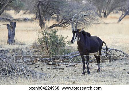 Sable antelope (Hippotragus niger), Okapuka Ranch, Windhoek district, Namibia, Africa View Large Photo Image Stock Photo - Sable antelope (Hippotragus niger), Okapuka Ranch, Windhoek district, Namibia, Africa. Fotosearch