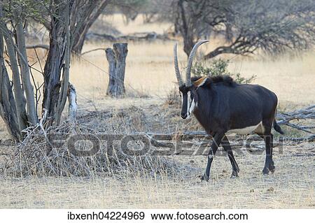 Sable antelope (Hippotragus niger), Okapuka Ranch, Windhoek district, Namibia, Africa View Large Photo Image Stock Photo - Sable antelope (Hippotragus niger), Okapuka Ranch, Windhoek district, Namibia, Africa. Fotosearch