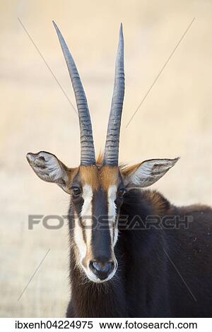 Sable antelope (Hippotragus niger), portrait, Okapuka Ranch, Windhoek district, Namibia, Africa View Large Photo Image Stock Photography - Sable antelope (Hippotragus niger), portrait, Okapuka Ranch, Windhoek district, Namibia, Africa. Fotosearch