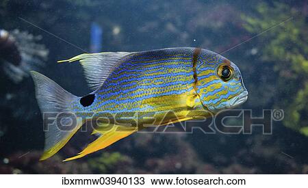 Sailfin snapper (Symphorichthys spilurus), captive View Large Photo Image Stock Image - Sailfin snapper (Symphorichthys spilurus), captive. Fotosearch