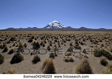 Stock Photo - Salaam volcano with ichu grass (Stipa ichu) in Sajama National Park, Altiplano, border to Bolivia, Chile, South America. Fotosearch