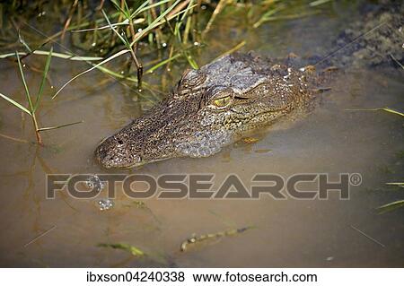 Saltwater crocodile (Crocodylus porosus), adult, portrait in the water, Bundala National Park, Sri Lanka, Asia View Large Photo Image Stock Photo - Saltwater crocodile (Crocodylus porosus), adult, portrait in the water, Bundala National Park, Sri Lanka, Asia. Fotosearch