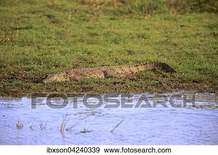 Saltwater crocodile (Crocodylus porosus), adult, by the shore, Bundala National Park, Sri Lanka, Asia View Large Photo Image Stock Photo - Saltwater crocodile (Crocodylus porosus), adult, by the shore, Bundala National Park, Sri Lanka, Asia. Fotosearch