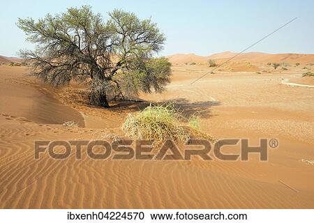 Sand dunes in Namib Desert, Namib-Naukluft National Park, Sossusvlei, Namibia, Africa View Large Photo Image Stock Image - Sand dunes in Namib Desert, Namib-Naukluft National Park, Sossusvlei, Namibia, Africa. Fotosearch