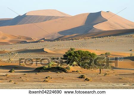Sand dunes in Namib Desert, Namib-Naukluft National Park, Sossusvlei, Namibia, Africa View Large Photo Image Stock Image - Sand dunes in Namib Desert, Namib-Naukluft National Park, Sossusvlei, Namibia, Africa. Fotosearch