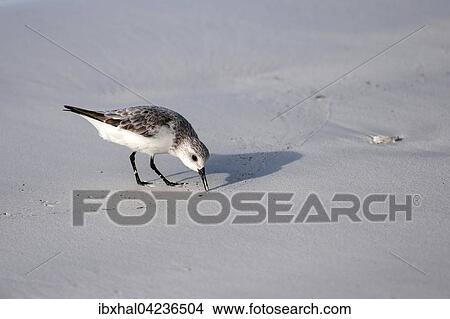 Sanderling (Calidris alba), Praslin Island, Seychelles, Africa View Large Photo Image Picture - Sanderling (Calidris alba), Praslin Island, Seychelles, Africa. Fotosearch