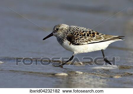 Sanderling (Calidris alba), Texel, West Frisian Islands, Province of North Holland, The Netherlands, Europe View Large Photo Image Stock Image - Sanderling (Calidris alba), Texel, West Frisian Islands, Province of North Holland, The Netherlands, Europe. Fotosearch