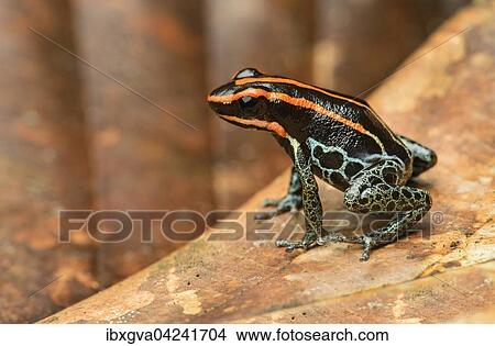 Sanguine poison frog or Zaparo's poison frog (Allobates zaparo), Amazon rainforest, Yasuni National Park, Ecuador, South America View Large Photo Image Picture - Sanguine poison frog or Zaparo's poison frog (Allobates zaparo), Amazon rainforest, Yasuni National Park, Ecuador, South America. Fotosearch