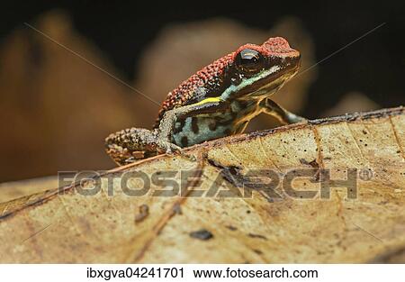 Sanguine poison frog or Zaparo's poison frog (Allobates zaparo), Amazon rainforest, Yasuni National Park, Ecuador, South America View Large Photo Image Stock Image - Sanguine poison frog or Zaparo's poison frog (Allobates zaparo), Amazon rainforest, Yasuni National Park, Ecuador, South America. Fotosearch