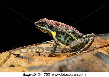 Sanguine poison frog or Zaparo's poison frog (Allobates zaparo), Amazon rainforest, Yasuni National Park, Ecuador, South America View Large Photo Image Stock Image - Sanguine poison frog or Zaparo's poison frog (Allobates zaparo), Amazon rainforest, Yasuni National Park, Ecuador, South America. Fotosearch
