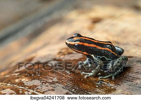 Sanguine poison frog or Zaparo's poison frog (Allobates zaparo), Amazon rainforest, Yasuni National Park, Ecuador, South America View Large Photo Image Stock Photo - Sanguine poison frog or Zaparo's poison frog (Allobates zaparo), Amazon rainforest, Yasuni National Park, Ecuador, South America. Fotosearch