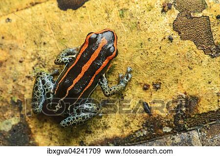 Sanguine poison frog or Zaparo's poison frog (Allobates zaparo), Amazon rainforest, Yasuni National Park, Ecuador, South America View Large Photo Image Stock Photo - Sanguine poison frog or Zaparo's poison frog (Allobates zaparo), Amazon rainforest, Yasuni National Park, Ecuador, South America. Fotosearch