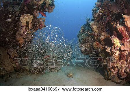 School of Glassy Sweepers or Pempherids (Pempheris schomburgkii) swimming near coral reef, Red Sea, Abu Dabab, Egypt, Africa View Large Photo Image Stock Photo - School of Glassy Sweepers or Pempherids (Pempheris schomburgkii) swimming near coral reef, Red Sea, Abu Dabab, Egypt, Africa. Fotosearch