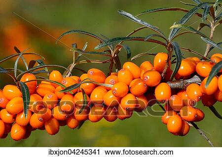 Sea Buckthorn (Hippophae rhamnoides), fruits, Scania, Sweden, Europe View Large Photo Image Stock Image - Sea Buckthorn (Hippophae rhamnoides), fruits, Scania, Sweden, Europe. Fotosearch