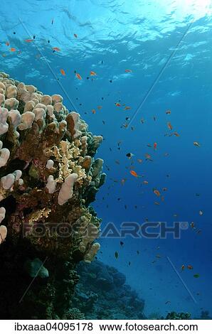 Sea Goldies, also Lyretail Anthias (Pseudanthias squamipinnis), Red Sea, Egypt, Africa View Large Photo Image Stock Photo - Sea Goldies, also Lyretail Anthias (Pseudanthias squamipinnis), Red Sea, Egypt, Africa. Fotosearch