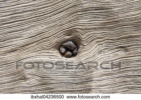 Sea shells, snails (Littoraria coccinea glabrata), in a cavity of a tree trunk, on the beach, Praslin Island, Seychelles, Africa View Large Photo Image Stock Image - Sea shells, snails (Littoraria coccinea glabrata), in a cavity of a tree trunk, on the beach, Praslin Island, Seychelles, Africa. Fotosearch