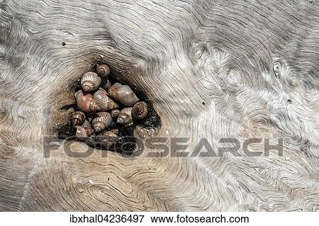 Sea shells, snails (Littoraria coccinea glabrata), in a cavity of a tree trunk, on the beach, Praslin Island, Seychelles, Africa View Large Photo Image Stock Photo - Sea shells, snails (Littoraria coccinea glabrata), in a cavity of a tree trunk, on the beach, Praslin Island, Seychelles, Africa. Fotosearch