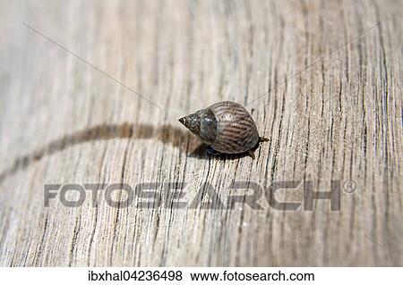 Sea snail (Littoraria coccinea glabrata), gliding along a log on the beach, Praslin Island, Seychelles, Africa View Large Photo Image Stock Photo - Sea snail (Littoraria coccinea glabrata), gliding along a log on the beach, Praslin Island, Seychelles, Africa. Fotosearch
