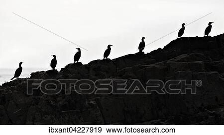 Seven great cormorants (Phalacrocorax carbo) on rocky ground by the sea, silhouettes, profile, Farne Islands, Northumberland, England View Large Photo Image Stock Photo - Seven great cormorants (Phalacrocorax carbo) on rocky ground by the sea, silhouettes, profile, Farne Islands, Northumberland, England. Fotosearch