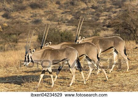 Several East African oryx or beisa (Oryx beisa) in succession, Samburu National Reserve, Kenya, Africa View Large Photo Image Stock Photo - Several East African oryx or beisa (Oryx beisa) in succession, Samburu National Reserve, Kenya, Africa. Fotosearch