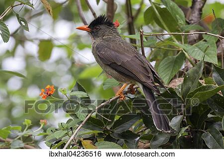 Seychelles bulbul (Hypsipetes crassivostris), La Digue Island, Seychelles, Africa View Large Photo Image Stock Photograph - Seychelles bulbul (Hypsipetes crassivostris), La Digue Island, Seychelles, Africa. Fotosearch