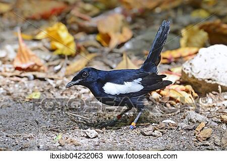 Stock Image - Seychelles magpie-robin (Copsychus sechellarum), endemic, Cousin island, Seychelles, Africa. Fotosearch